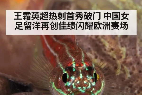 王霜英超热刺首秀破门 中国女足留洋再创佳绩闪耀欧洲赛场