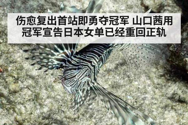 伤愈复出首站即勇夺冠军 山口茜用冠军宣告日本女单已经重回正轨